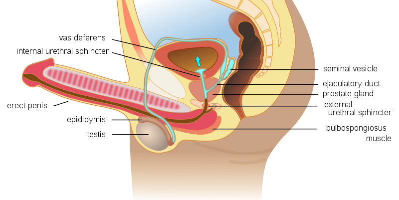 Retrograde Ejaculation